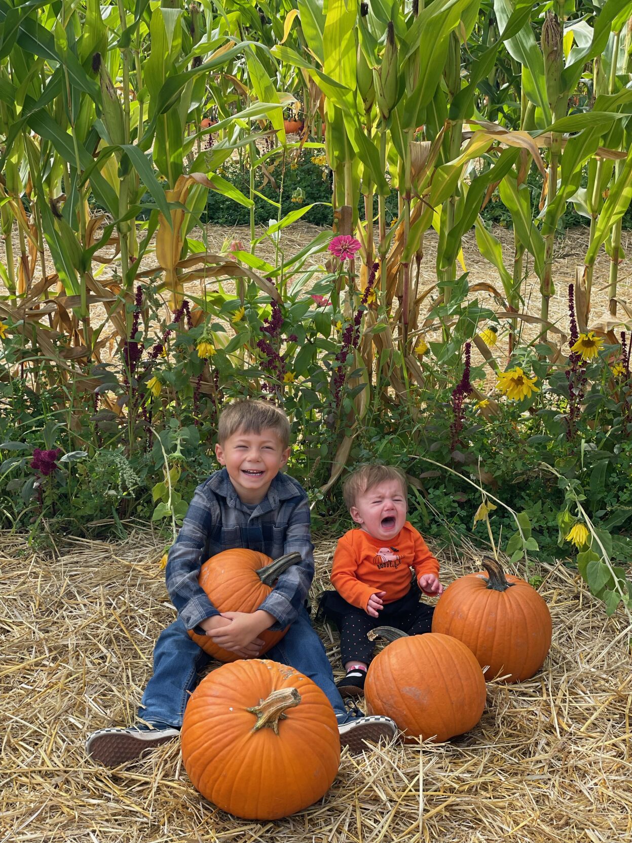 Picking Pumpkins 2022
